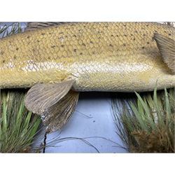 Taxidermy: Grayling (Thymallus thymallus), preserved by John Cooper & Sons, 28 Radnor Street, St Luke's, London, skin mount set above a pebbled river bed with reeds and grasses, set against blue painted back drop, with inscription 'Grayling caught by Rev R.S. Ricketts at Kirkham Bridge Sept 14th 1895, artificial fly - single hair' L57cm H29cm 