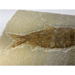 Two fossilised fish (Knightia alta) each in an individual matrix, age; Eocene period, location; Green River Formation, Wyoming, USA, with a fossilised shrimp (Aeger tipularius), age; Cretaceous period, location; Carpopenaeus callirostris Hjoula, Lebanon, shrimp matrix H8cm L8cm