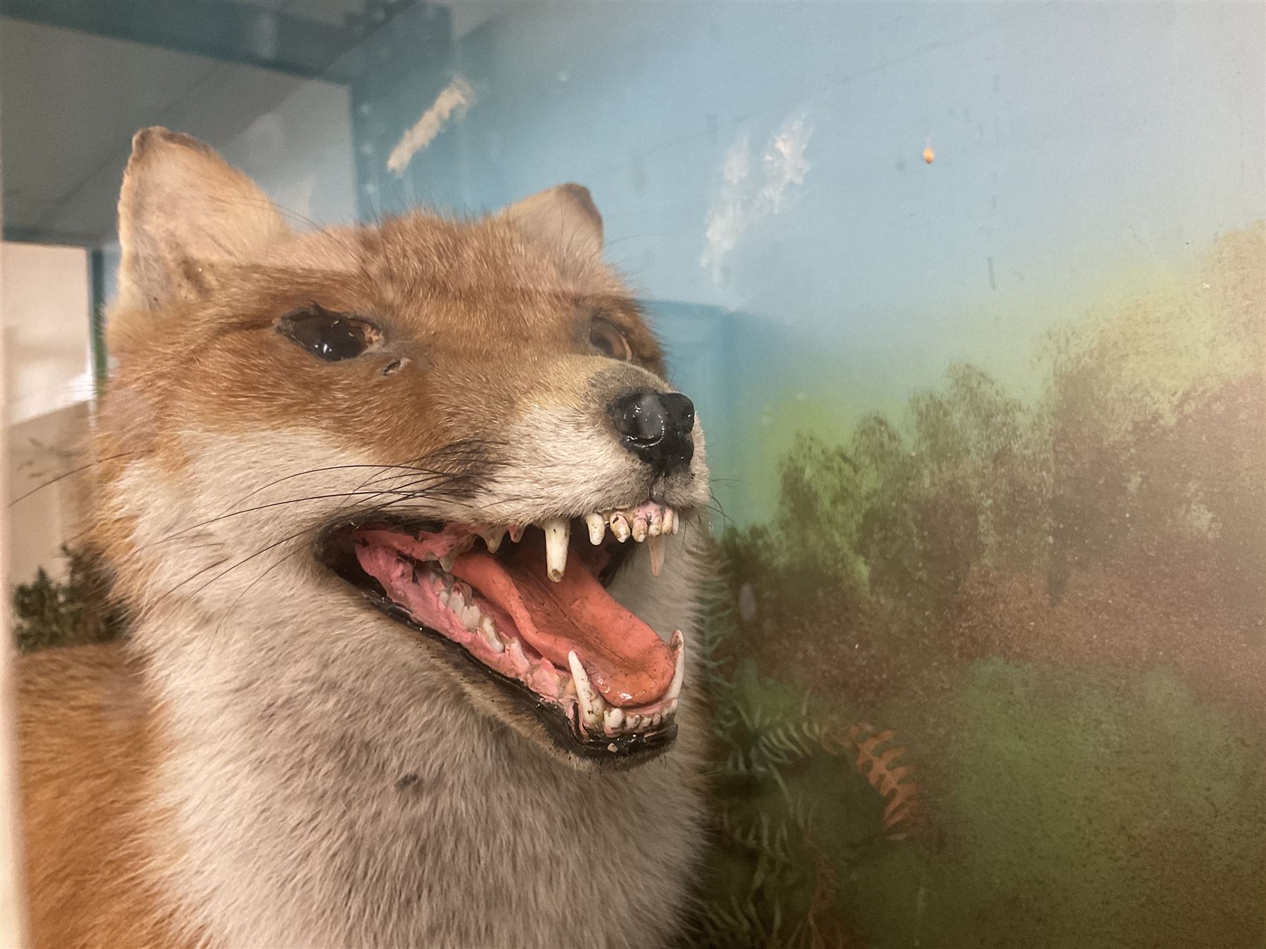 Taxidermy: Cased diorama of a Red Fox (Vulpes vulpes) standing in naturalistic setting upon rocky modelled base detailed with long grasses and heather, set against a sky painted backdrop, enclosed within a three panel ebonised display case, H65.5cm, D30.5cm

