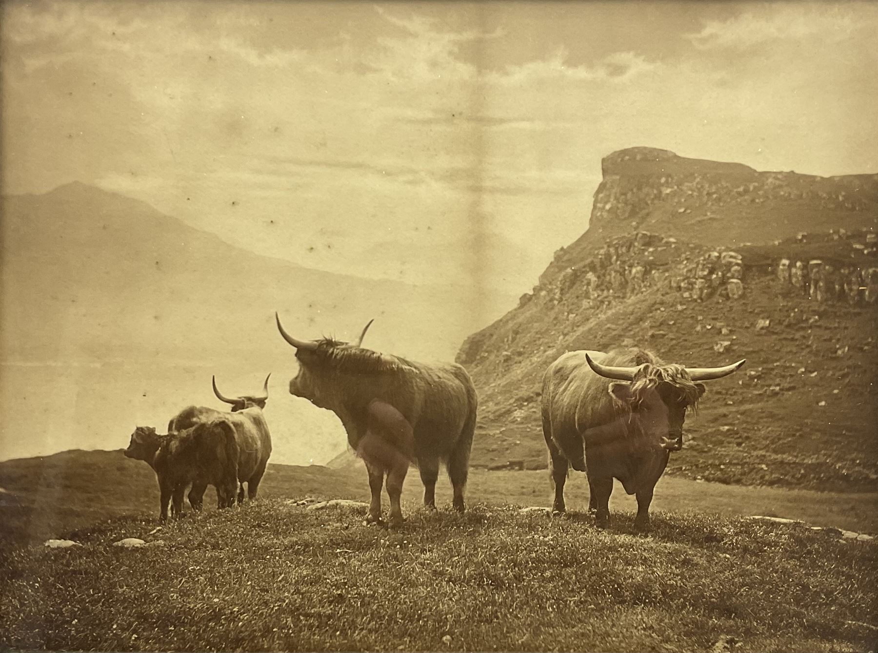 Charles Reid (Scottish 1837-1929): Highland Cattle, sepia photograph 35cm x 46cm