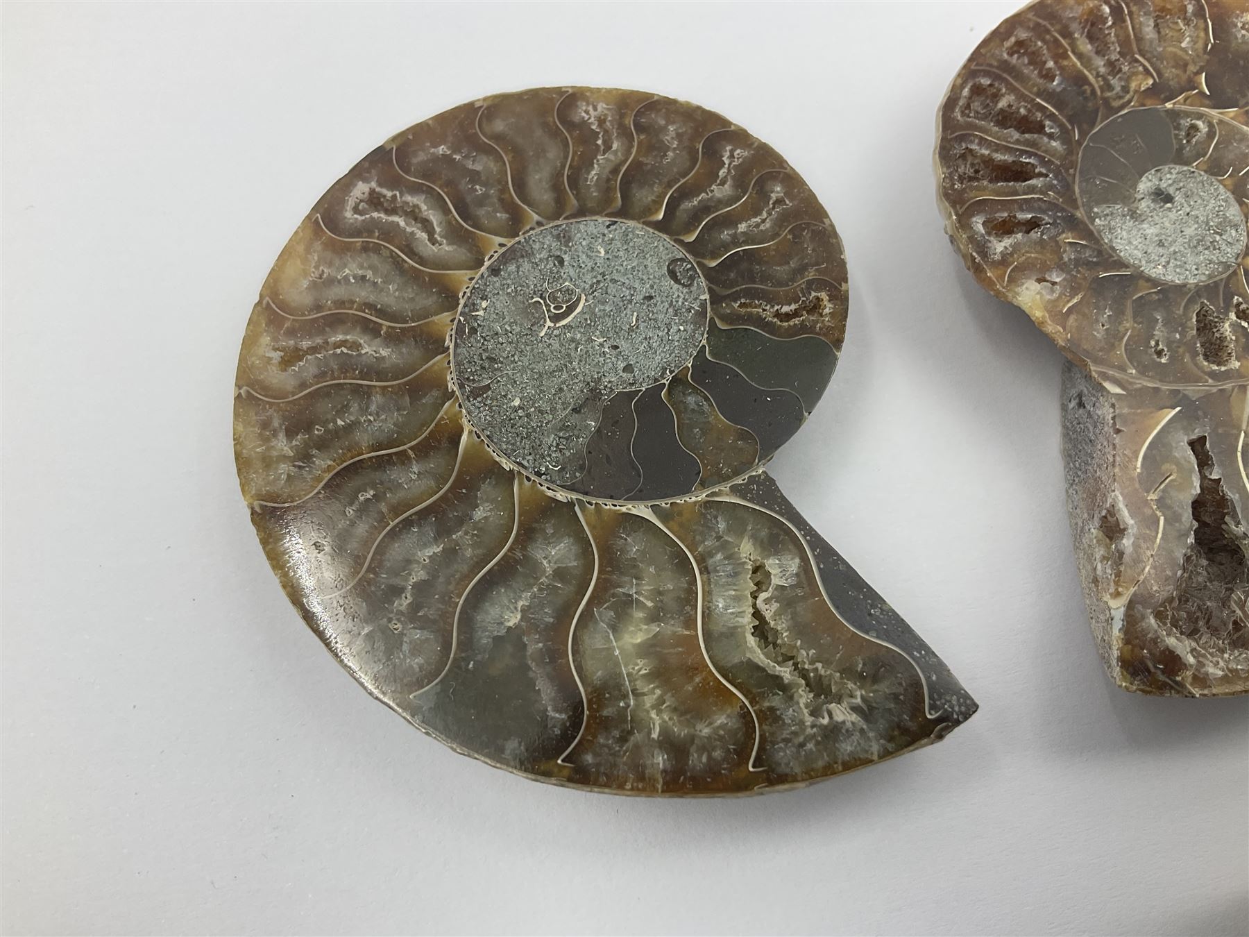 Two pairs of sliced ammonite fossils with polished finish, age: Cretaceous period, location: Madagascar, largest D7cm