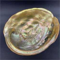 Conchology: selection of shells, including gold pearl oyster shell, mother of pearl turbo marmaratus shell, Cypraecassis Rufa red helmet shell, Mitre shell, Paua shell and others, largest D19cm