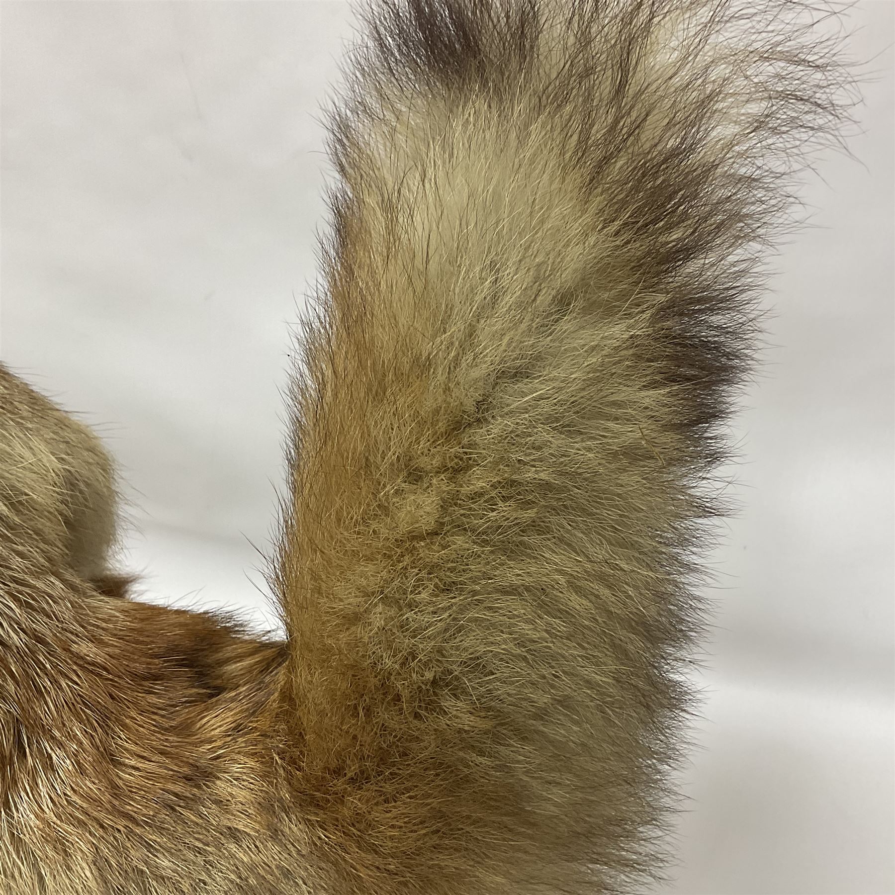 Taxidermy: European Red Fox (Vulpes vulpes), full mount adult on open display with standing alert with ears forward front paw raised, upon a naturalist base, H62cm, L78cm