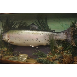  Taxidermy cast - Large Rainbow Trout in naturalistic underwater setting, with plaque '141/2 Rainbow Trout caught by Trevor Hutton Bayem l'Eglise 2 May 1991' in bow front case, W102cm, H49cm    