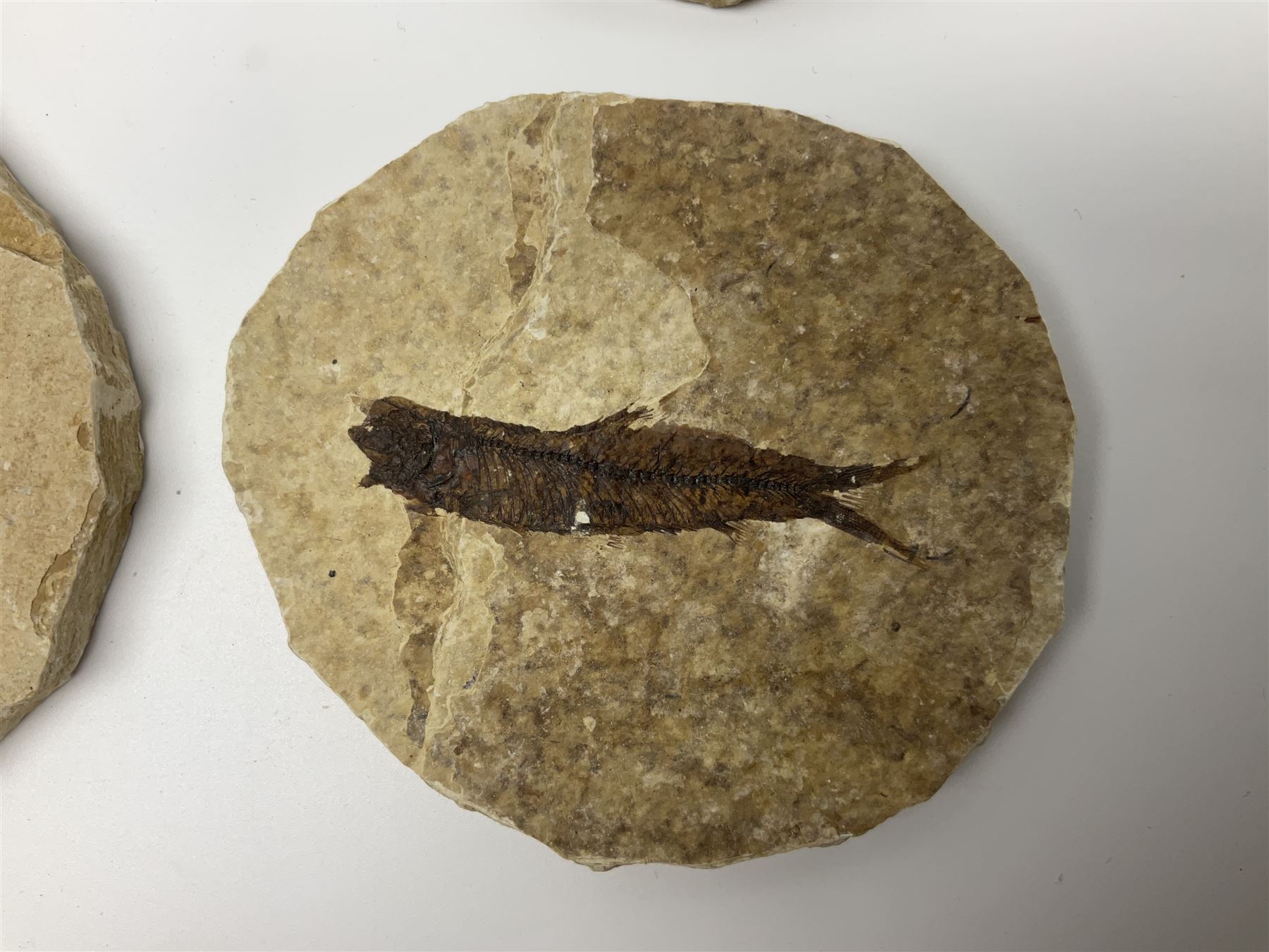 Four fossilised fish (Knightia alta) each in an individual matrix; age; Eocene period, location; Green River Formation, Wyoming, USA, largest matrix H8cm, L10cm
