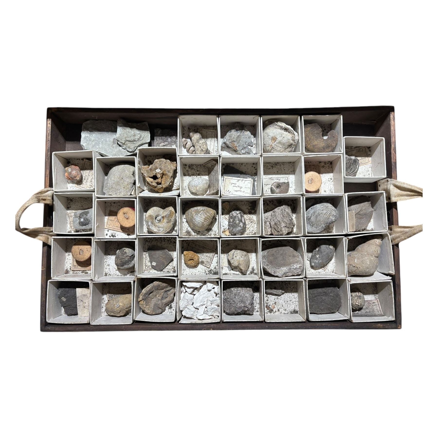 19th century box holding a collection of British Fossils, with makers label to the lid 'Collection of British Fossils to illustrate the textbooks and manuals of geology by Lyell, Page, Green & C, Arranged stratigraphically by James R. Gregory & Co mineralogisits .....', all samples numbered with and scribed name labels    
