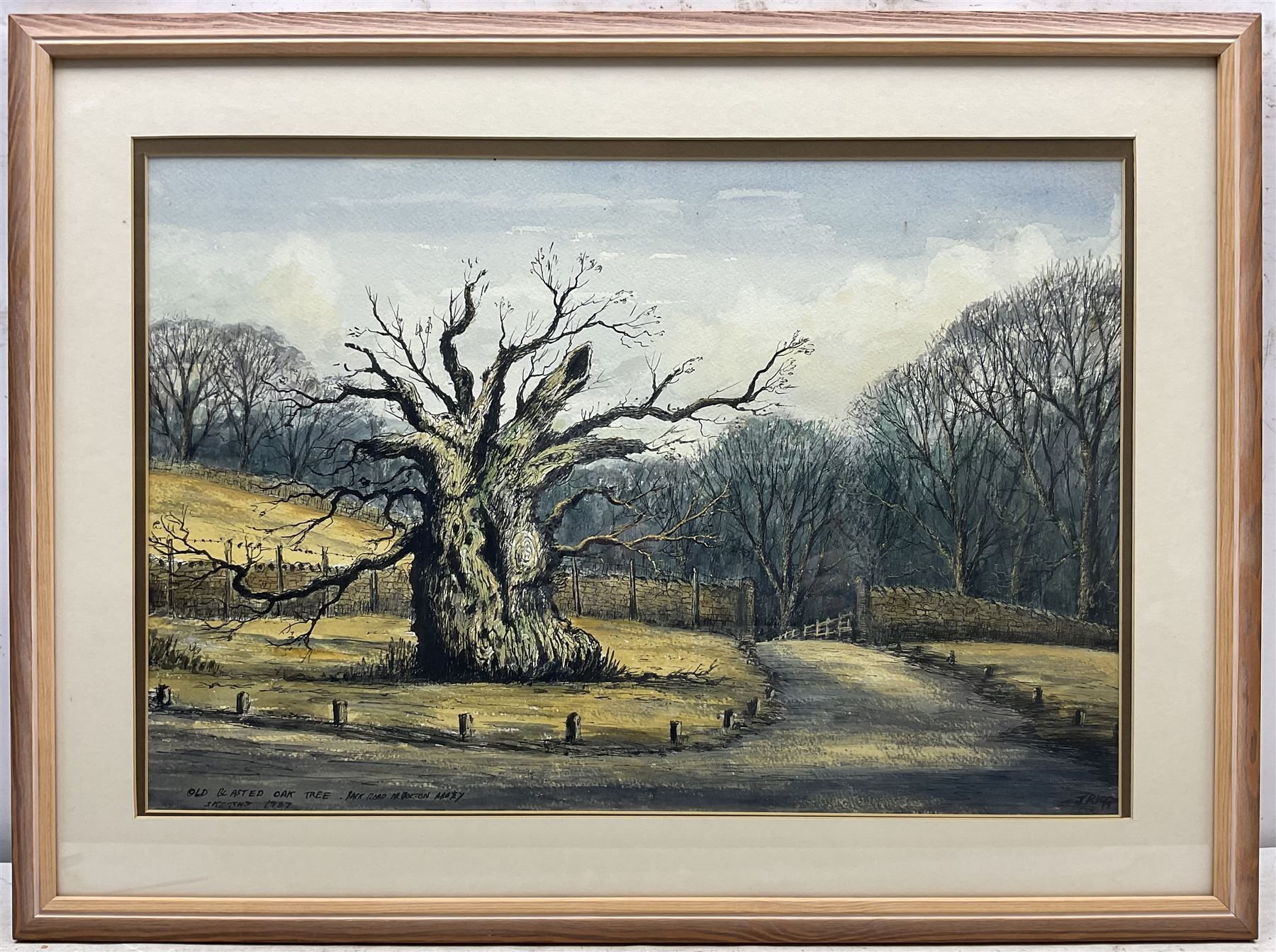 Jack Rigg (British 1927-2023): 'The Laund Oak' at Bolton Abbey, watercolour and ink signed inscribed and dated 1987, further inscribed verso 37cm x 55cm 
Notes: the Laund Oak was thought to be one of the oldest trees in England, being at least 700 years old but possibly older; it was sadly felled in a storm in January 2017.