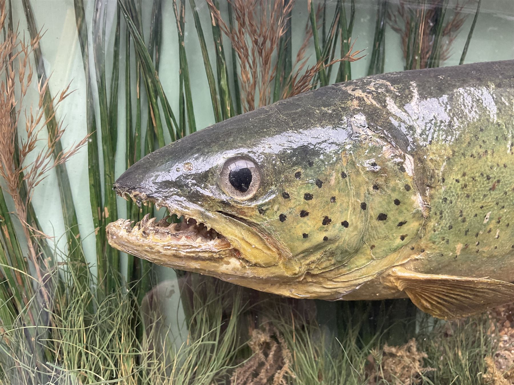 Taxidermy: Brown trout (Salmo trutta), skin mount set above a pebbled river bed with reeds and ferns, against blue painted back drop, enclosed within an ebonised bow-front display case, with 'Costa Beck May 27th 1911, Weight 2 1/2lbs', inscribed to the glass, H34cm, L58cm 