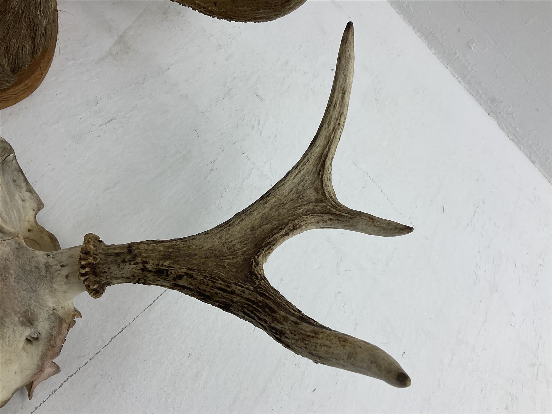 Antlers/horns: European Moose (Alces alces), two pairs of antlers on part upper skulls, one with fur covered frontlet, largest W85cm