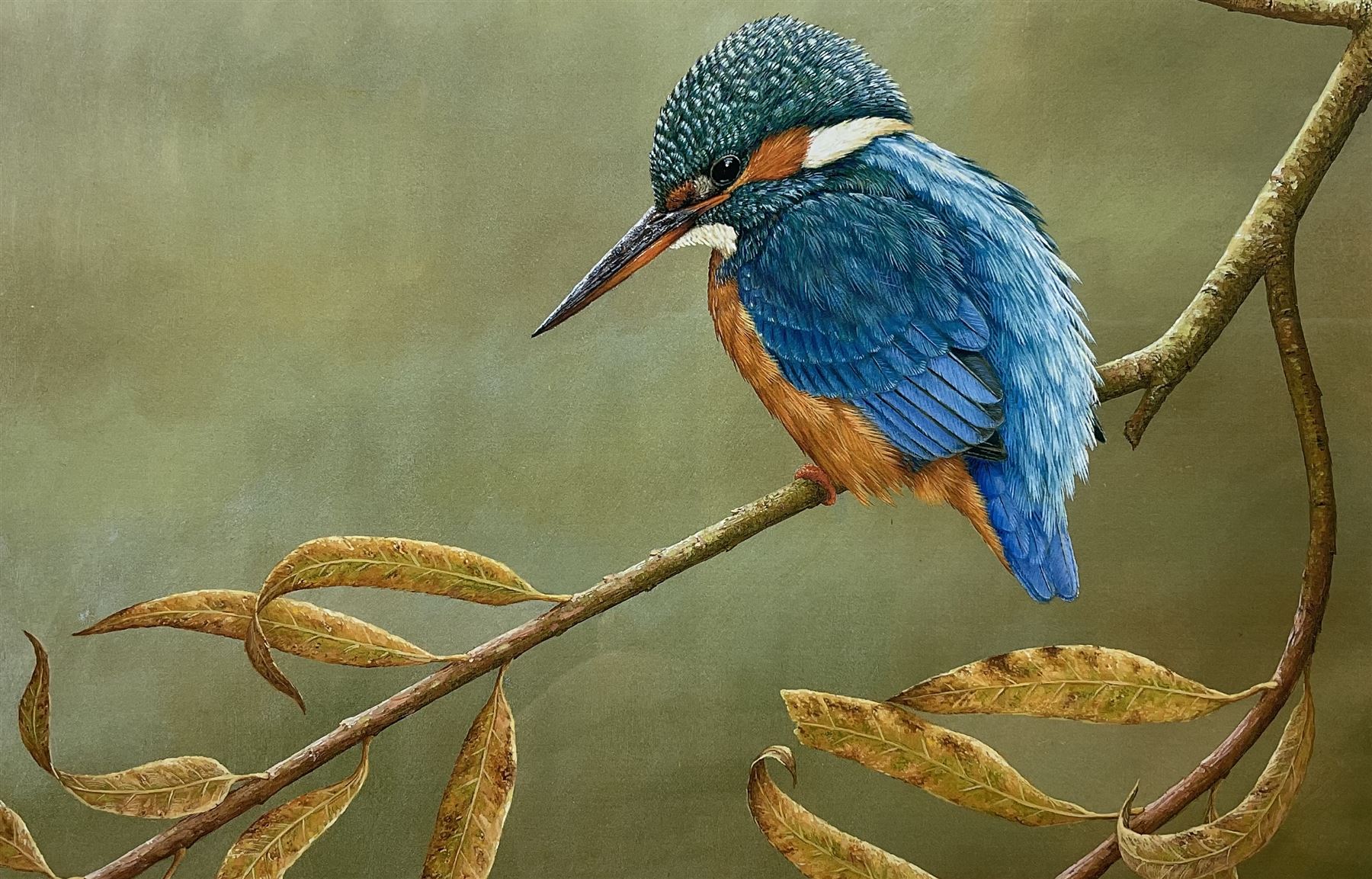 Robert E Fuller (British 1972-): Kingfisher on a Branch, limited edition colour print signed and numbered 221/850 in pencil 17cm x 24cm 