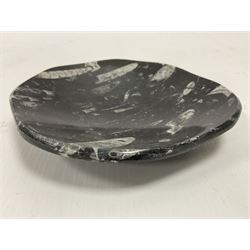 Free form dish with orthoceras and goniatite inclusions, age: Devonian period, location: Morocco, D16cm