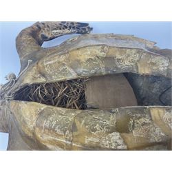 Taxidermy: Hawksbill Sea Turtle (Eretmochelys imbricata), juvenile full mount, beak to shell base, 40cm