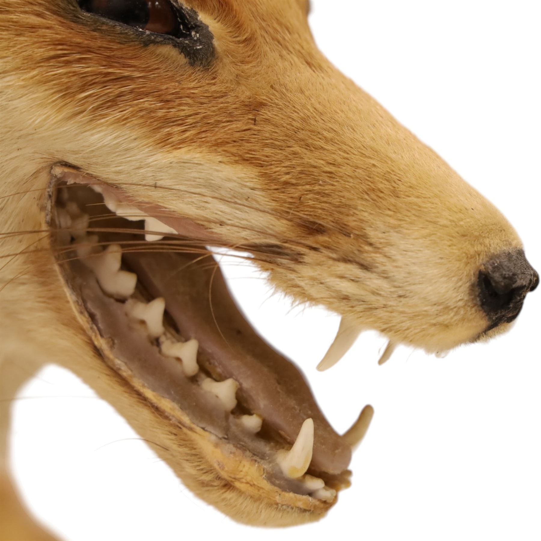 Taxidermy - Fox (Vulpes vulpes), full male adult mount on open display, with raise paw, upon wooden base, base W70cm