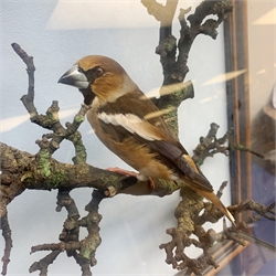 Taxidermy: A 20th century cased Hawfinch (Coccothraustes coccothraustes), full adult male mount perched upon a tree branch, set against a painted sky backdrop, encased within a five pane display case with frame mount, with taxidermist paper label verso detailed David Astley Taxidermist, H63cm L55cm D20.5cm 