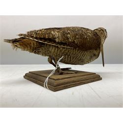 Taxidermy: Two Woodcock (Scolopax rusticola), both adult mounts on open display upon wooden bases, tallest example H22cm 