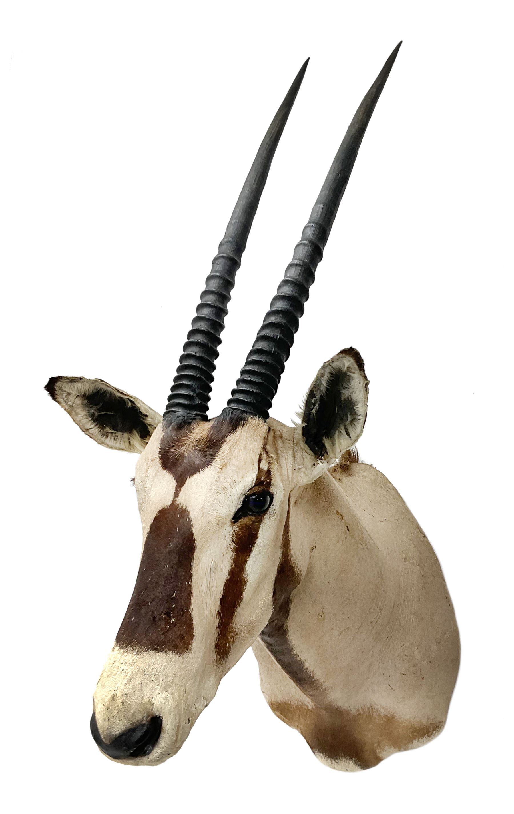 Taxidermy: Beisa Oryx (Oryx beisa beisa), adult male shoulder mount looking straight ahead, approximately H120cm