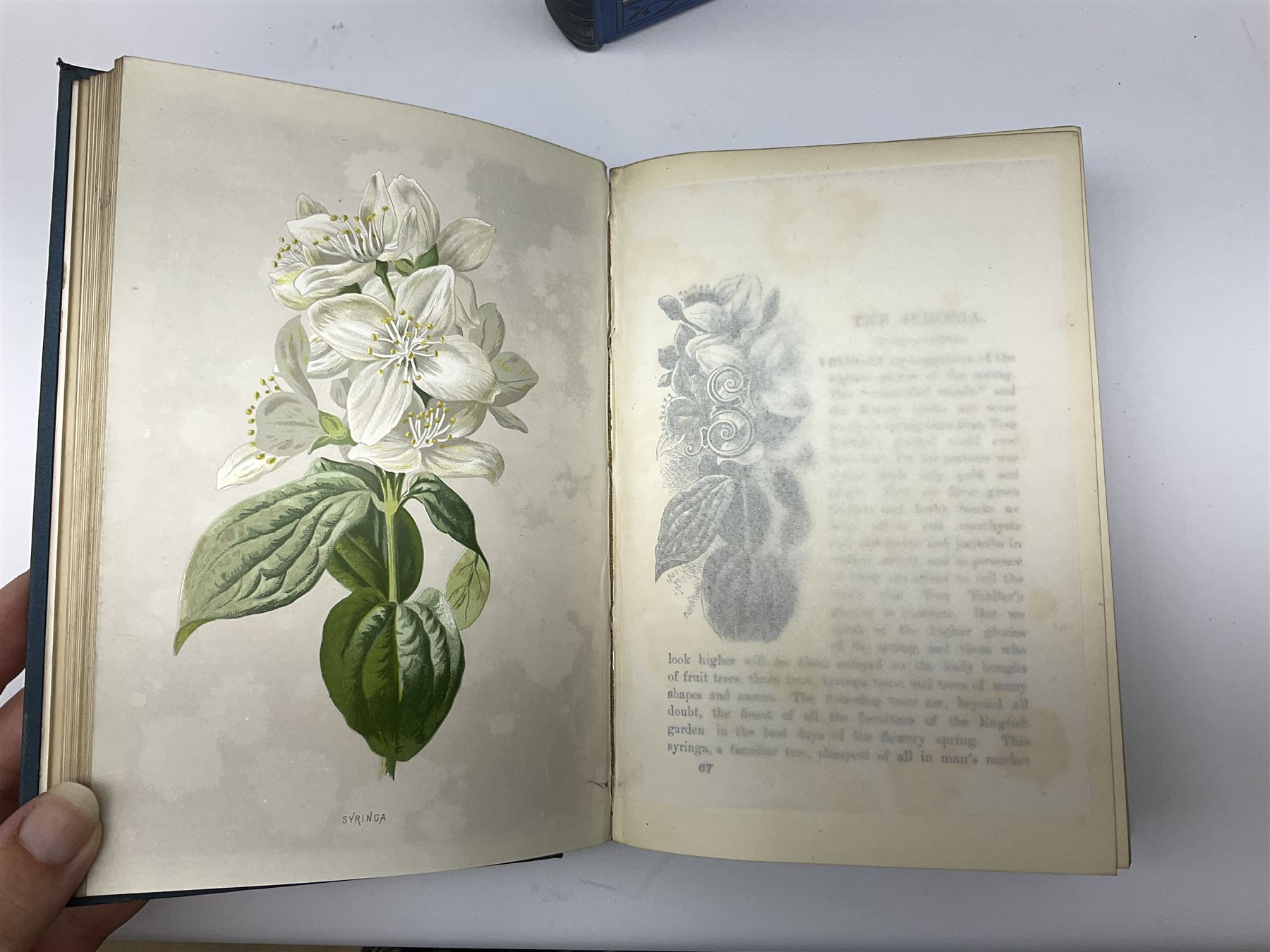 Hulme, F. Edward; 'Familiar Wild Flowers' with coloured plates, five volumes, together with Hulme, F. Edward; 'Familiar Garden Flowers' described by Shirley Hibberd with coloured plates, five volumes, each with coloured title labels 
