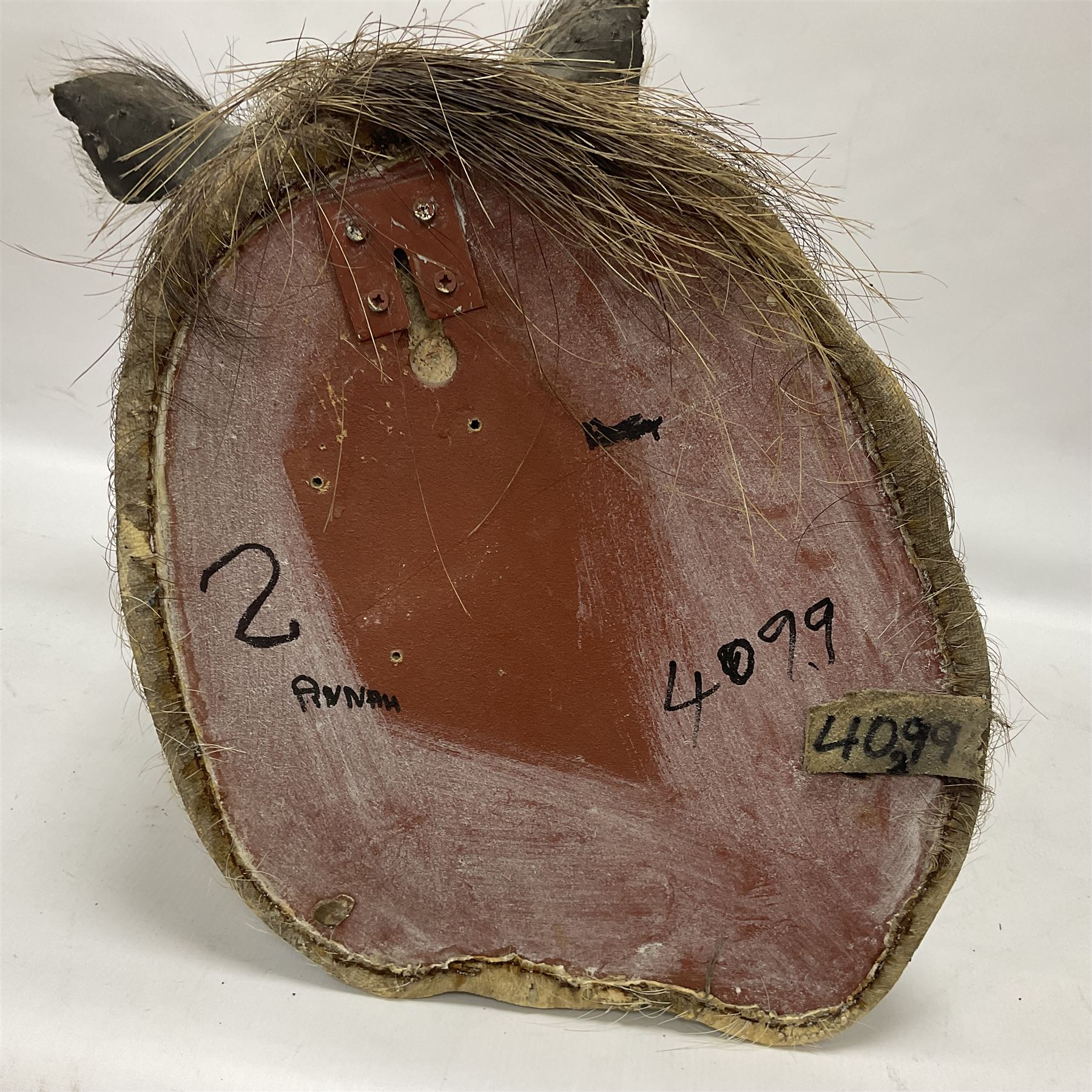 Taxidermy: A Common Warthog (Phacochoerus africanus), a large adult head mount looking straight ahead, D50cm