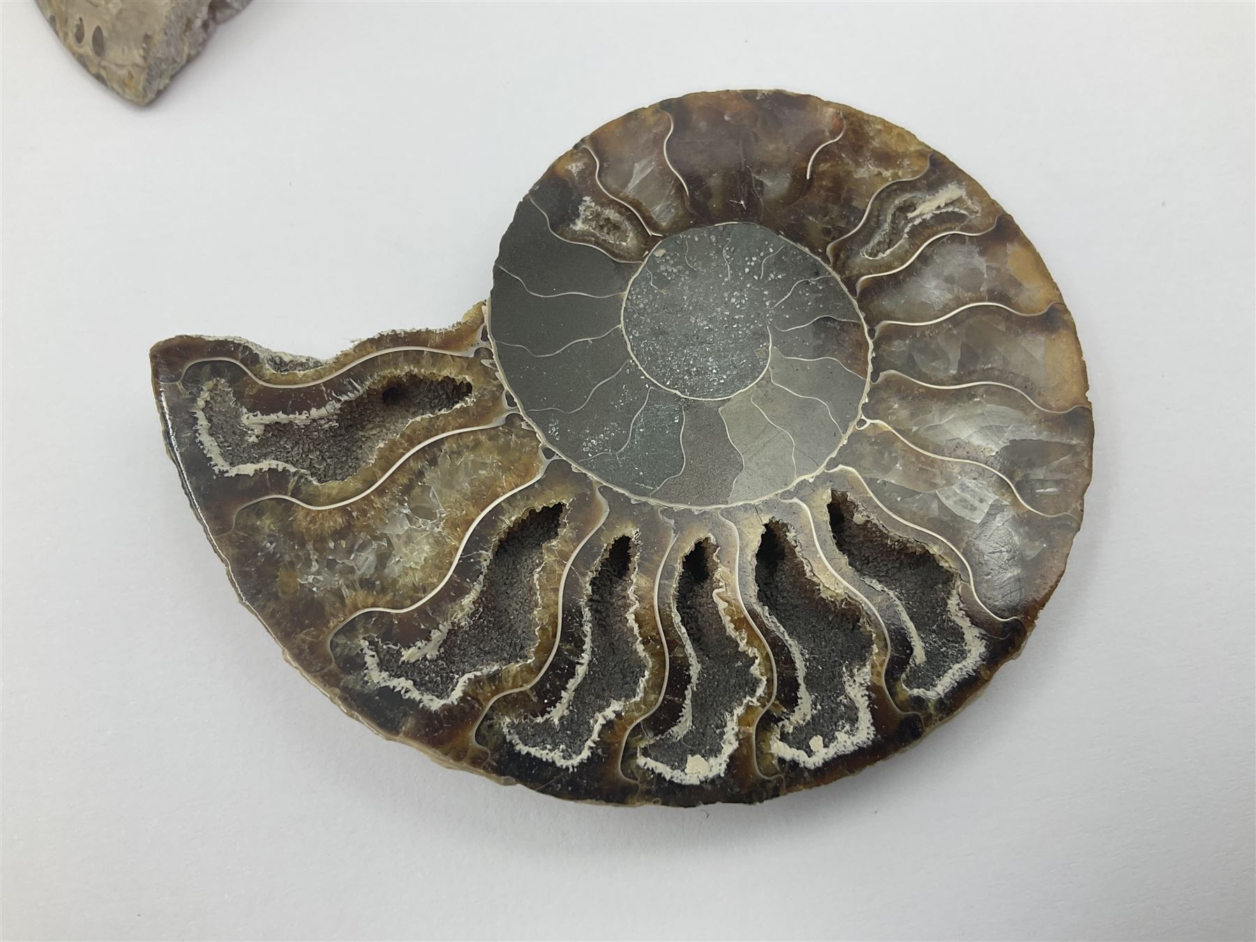Two pairs of sliced ammonite fossils with polished finish, age: Cretaceous period, location: Madagascar, largest D7cm