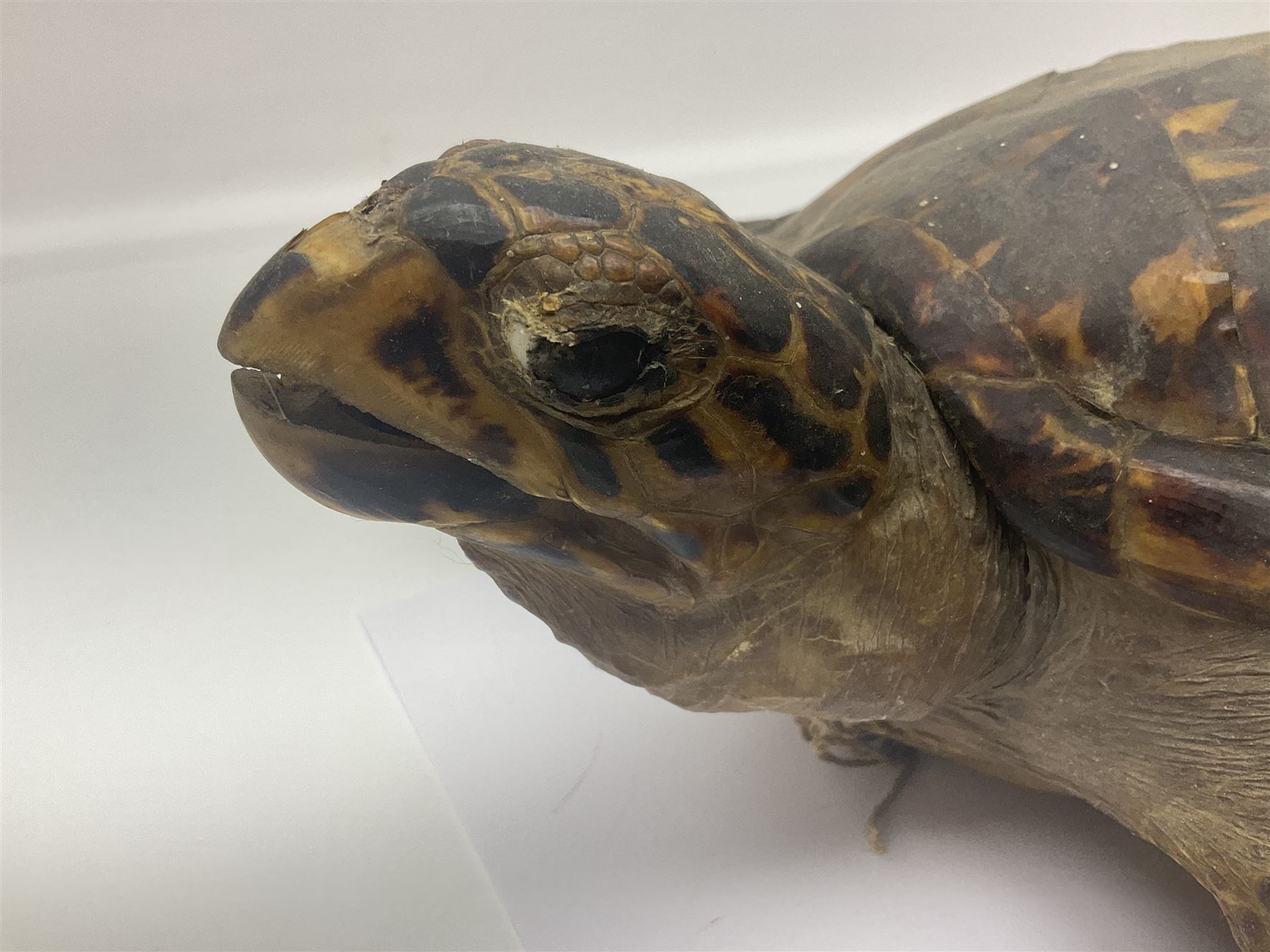 Taxidermy: Hawksbill Sea Turtle (Eretmochelys imbricata), juvenile full mount, beak to shell base, 40cm