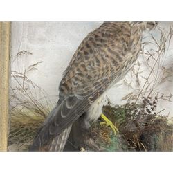 Taxidermy; Victorian cased bird diorama,  pair of Kingfishers (Alcedo Athis) adult mounts and Kestrel (Falco tinnunculus) adult mount, in a naturalistic setting with one kingfisher in flight, encased within a three pane display case, H45cm, L72cm