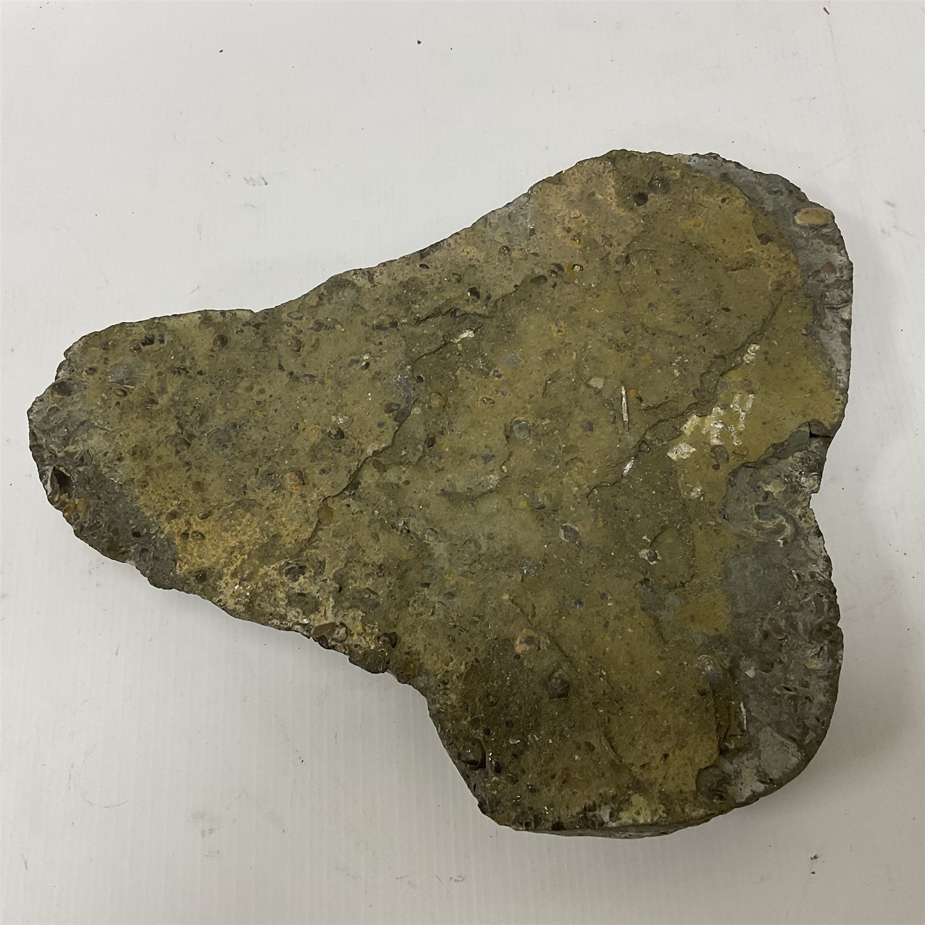 Ammonite multi-block fossil, comprising Arnioceras semicostatum, age; Jurassic period, location; Tunstall, Holderness coast, H30cm, L30cm 