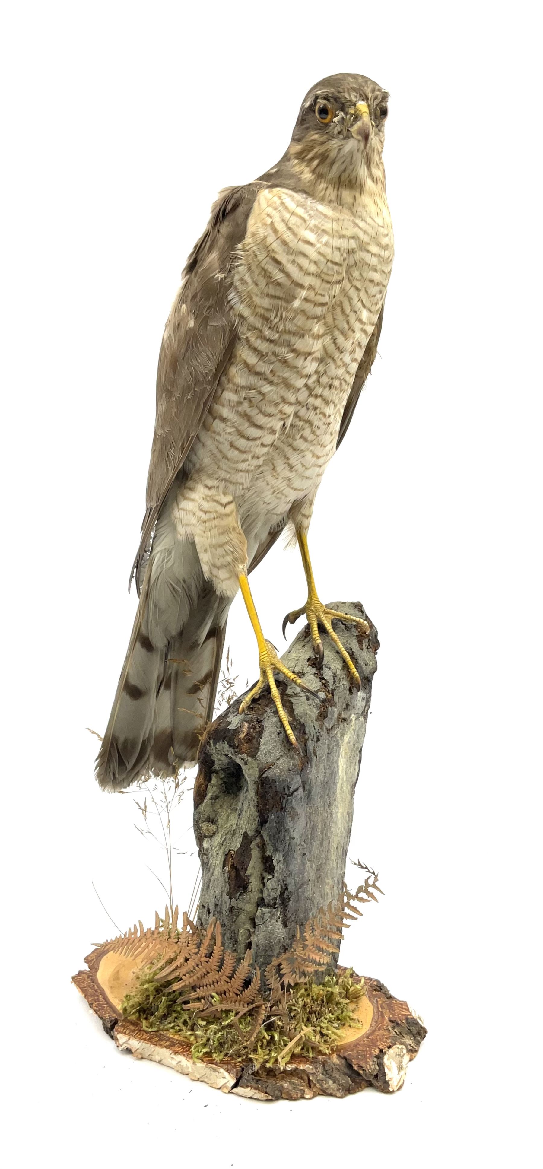 Taxidermy Sparrow hawk ( Accipiter Nisus) open display upon