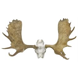 Antlers/Horns:Set of European Moose Antlers (Alces alces), a large set of adult bull Moose antlers on upper skull, widest span 114cm
