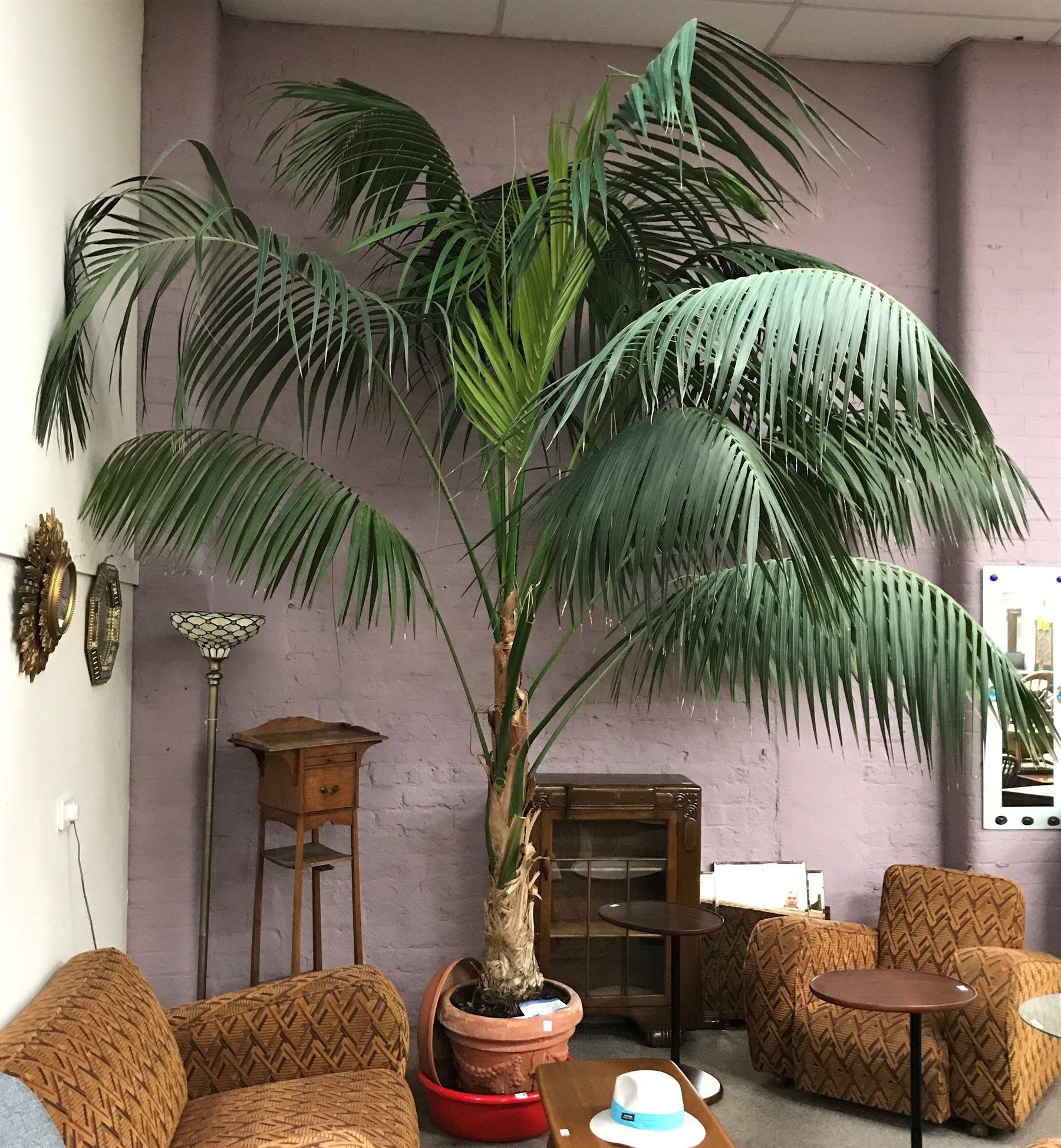Large palm tree in terracotta pot, approx H400cm