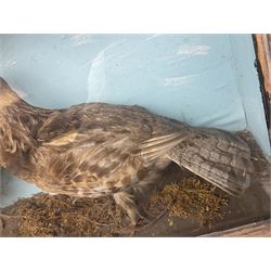 Taxidermy; Cased pair of Ruffed Grouse (Bonasa umbellus), male and female adult mounts, in a naturalistic setting, encased within a single pane display case, H39cm, L68cm