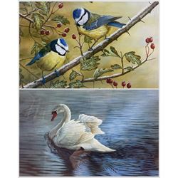 Robert E Fuller (British 1972-): Swan and Blue Tits, two limited edition colour prints signed and numbered 138/200 and 102/850 in pencil max 23cm x 32cm(2)