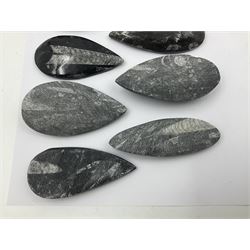 Nine individual polished Orthoceras fossils, age; Devonian period, location; Morocco, each approximately L9cm, D4cm