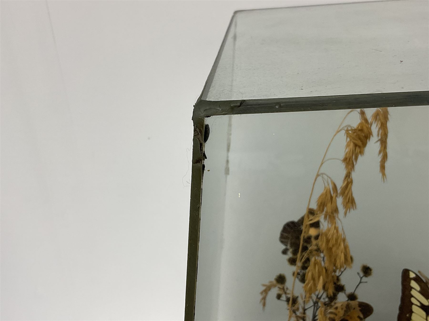Entomology: 20th century cased moth and butterfly diorama, including Godart morpho, Chrysiridia rhipheus, Cathosia biblis, Appias lyncida, Hamadryas and others arranged amongst dried flowers and grasses, enclosed in a glass five sided terrarium display case with a wooden base, L43cm D43cm H49cm 
