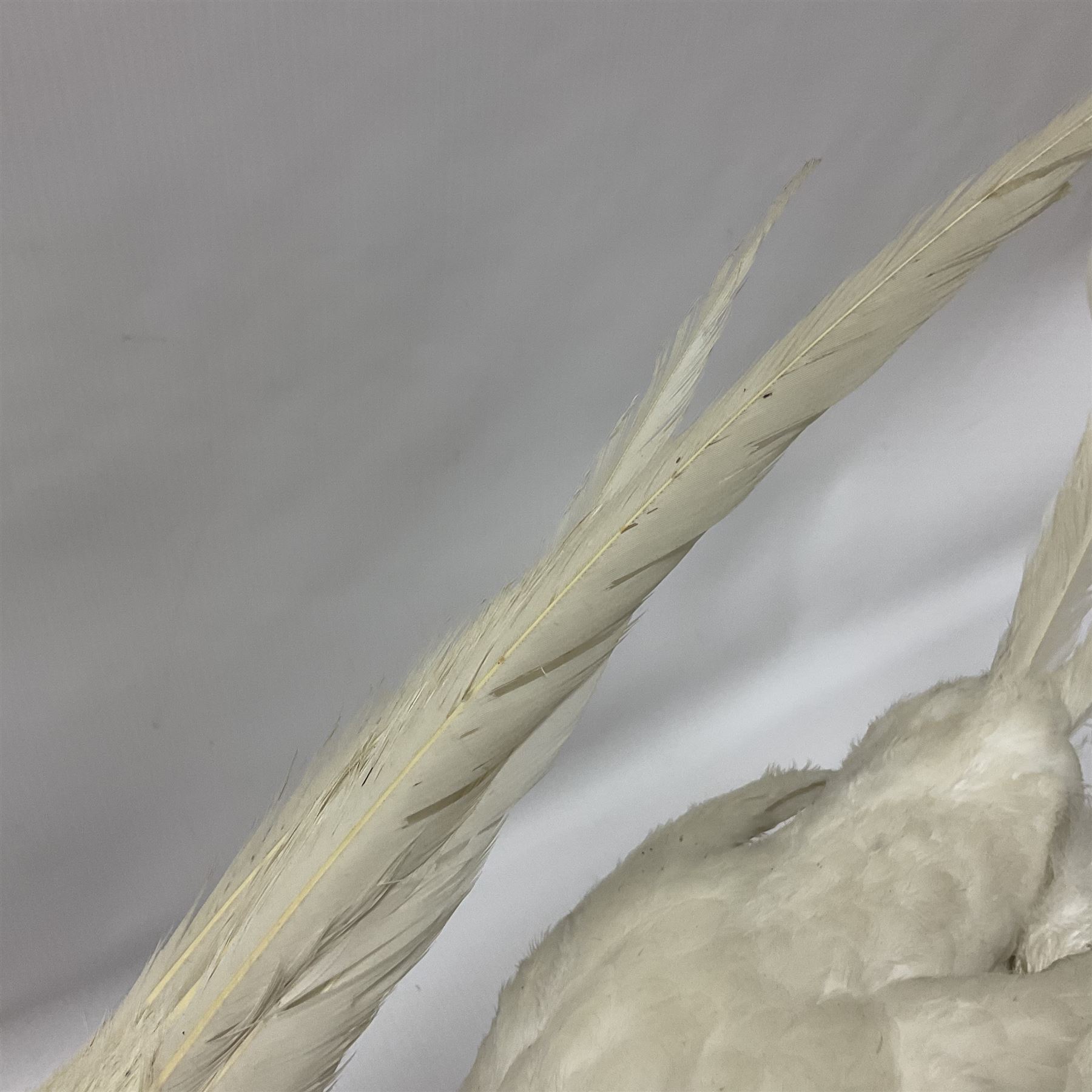 Taxidermy; pair of Common Pheasants (Phasianus Colchicus), white cock and hen adult mounts, upon a wooden base, H51cm  