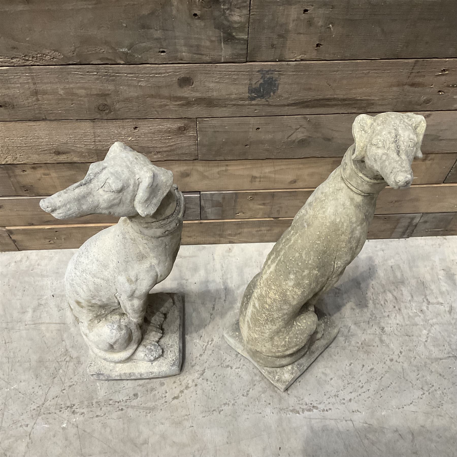 Pair of small cast stone seated Whippets with collars, on square plinths