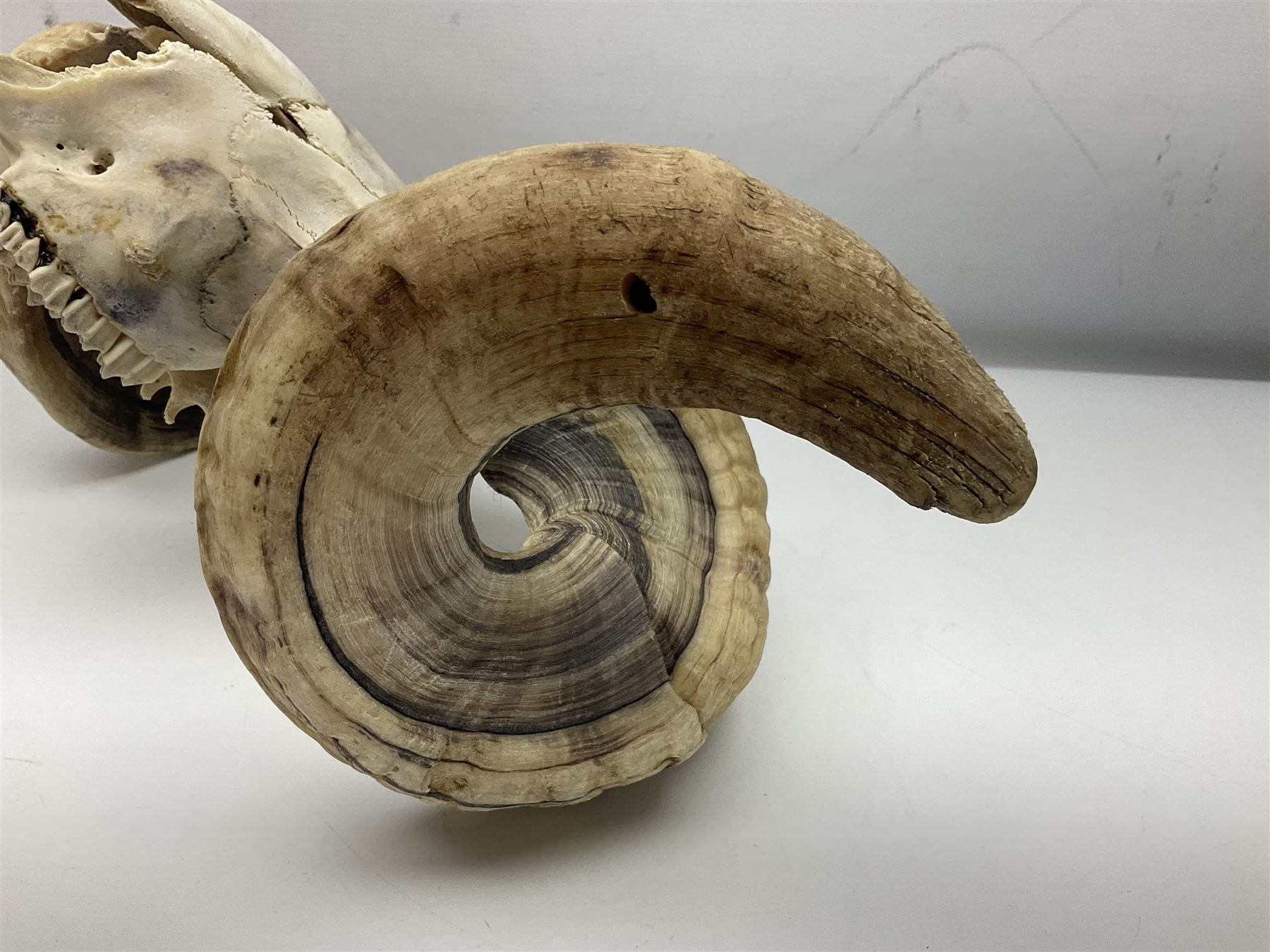 Skulls/Horns: Swaledale Ram Skull, (Ovis aries), set of adult horns on upper skull, H17cm