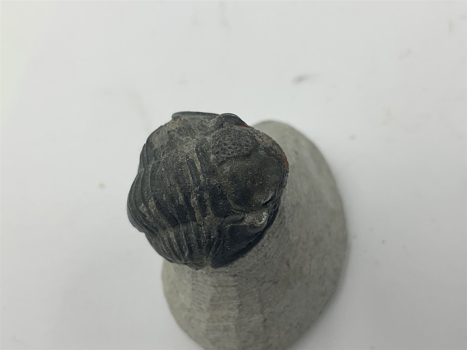 Dragonfly larvae (Libellula doris), together with four Mosasaur teeth, four trilobites (Crotalocephalina gibba) and one other tooth