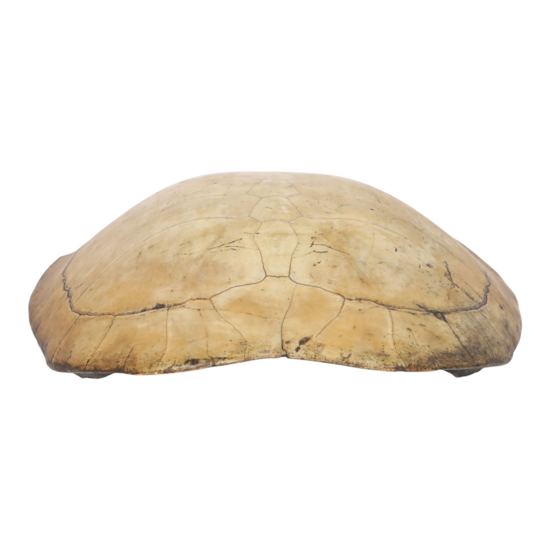 Natural History: Giant South American River Turtle Blonde Shell (Podocnemis expansa), circa 1900, L54cm, W40cm CITES Annex B, Appendix II; Not for sale to buyers outside the UK
