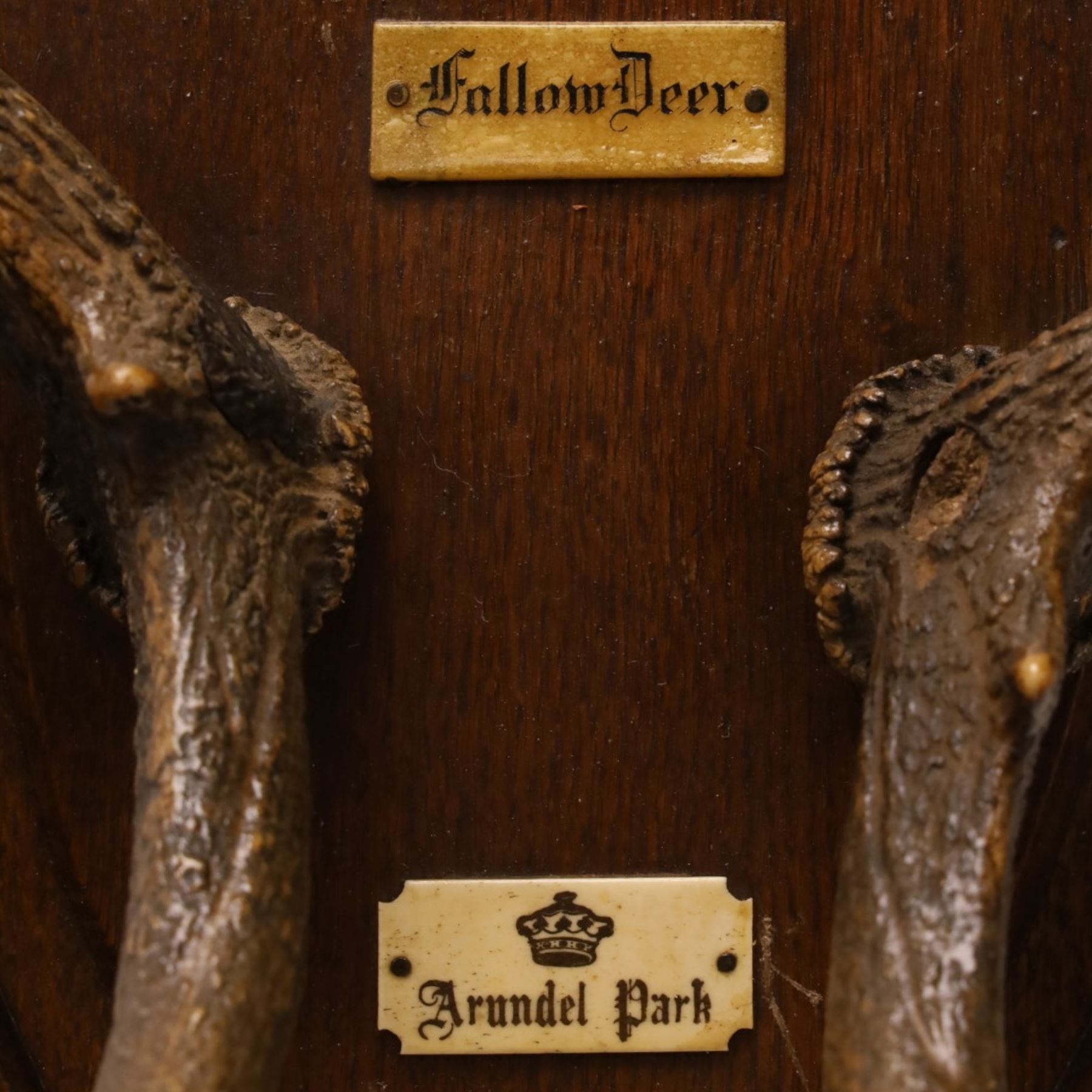 Antlers/Horns - pair of Fallow deer (Dama dama) antlers, mounted on wooden shield, with Arundel Park bone plaque, W81cm 