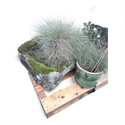 19th century stone trough with five potted plants