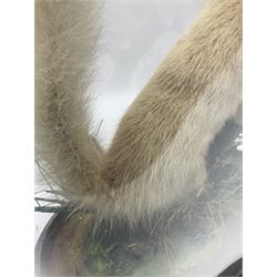 Taxidermy: Victorian cased Red Squirrel (Sciurus vulgaris), full mount adult, upon a tree branch with a naturalistic ground, enclosed beneath a period oval glass dome with ebonised base, raised upon four bun feet, H36cm 