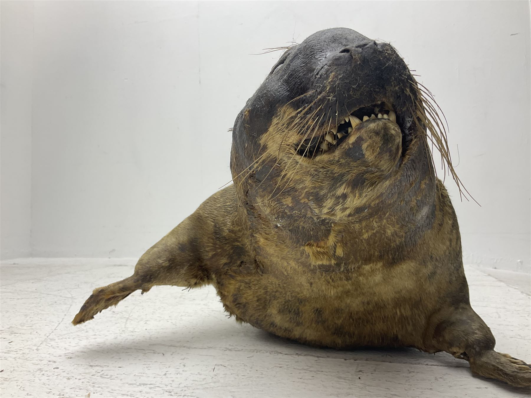 Taxidermy: early 20th century Common seal (Phoca Vitulina), full mount young adult, in a swimming pose, L115cm 