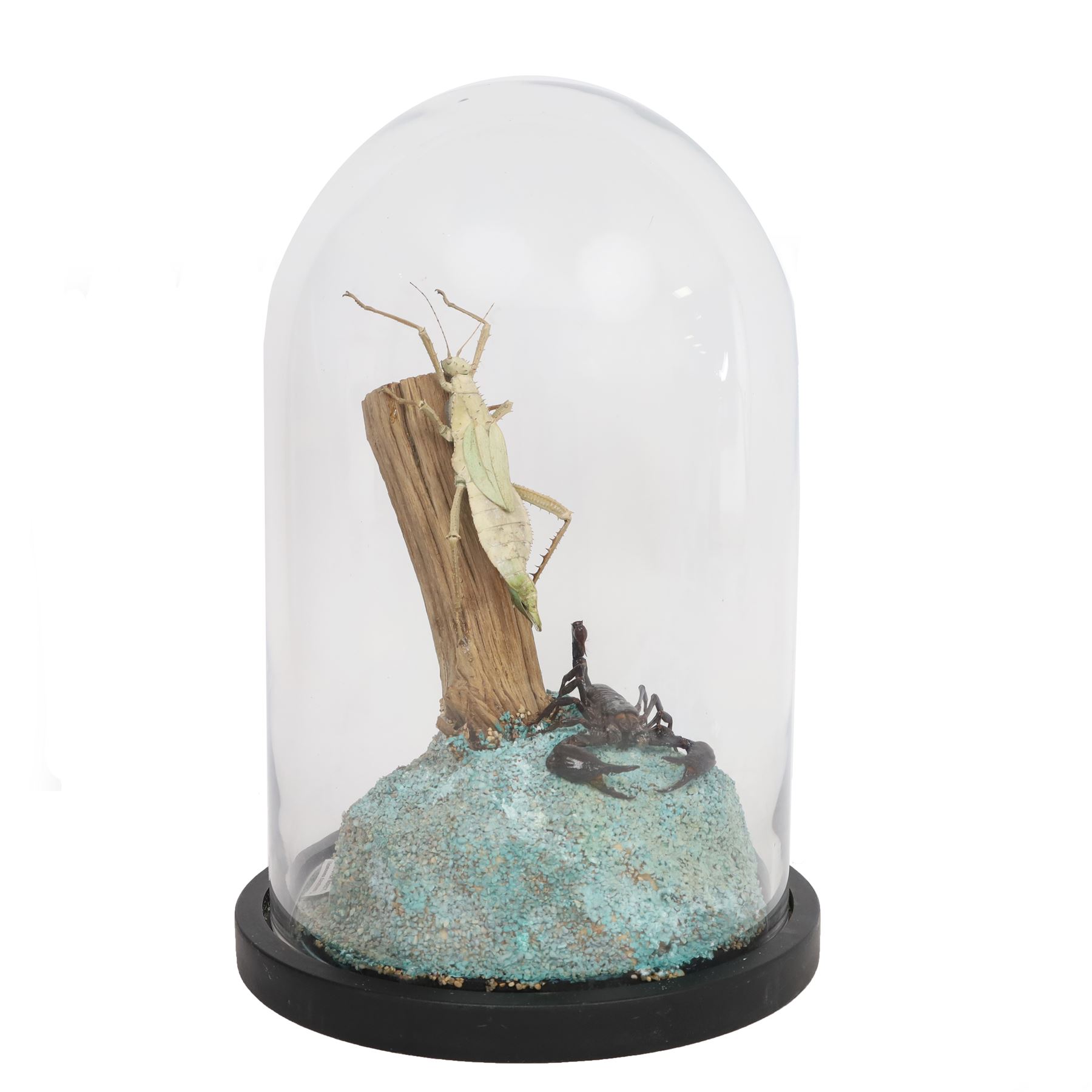 Entomology: Giant Forest scorpion (Heterometrus spinifer) and Prickly Stick insect (Extatosoma tiaratum), upon a gravel base, within a modern circular glass dome, H41cm