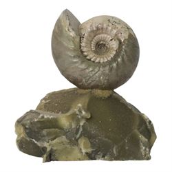 Cadoceras sublaeve ammonite, age; Jurassic period, location River Volga Russia, specimen H11cm 