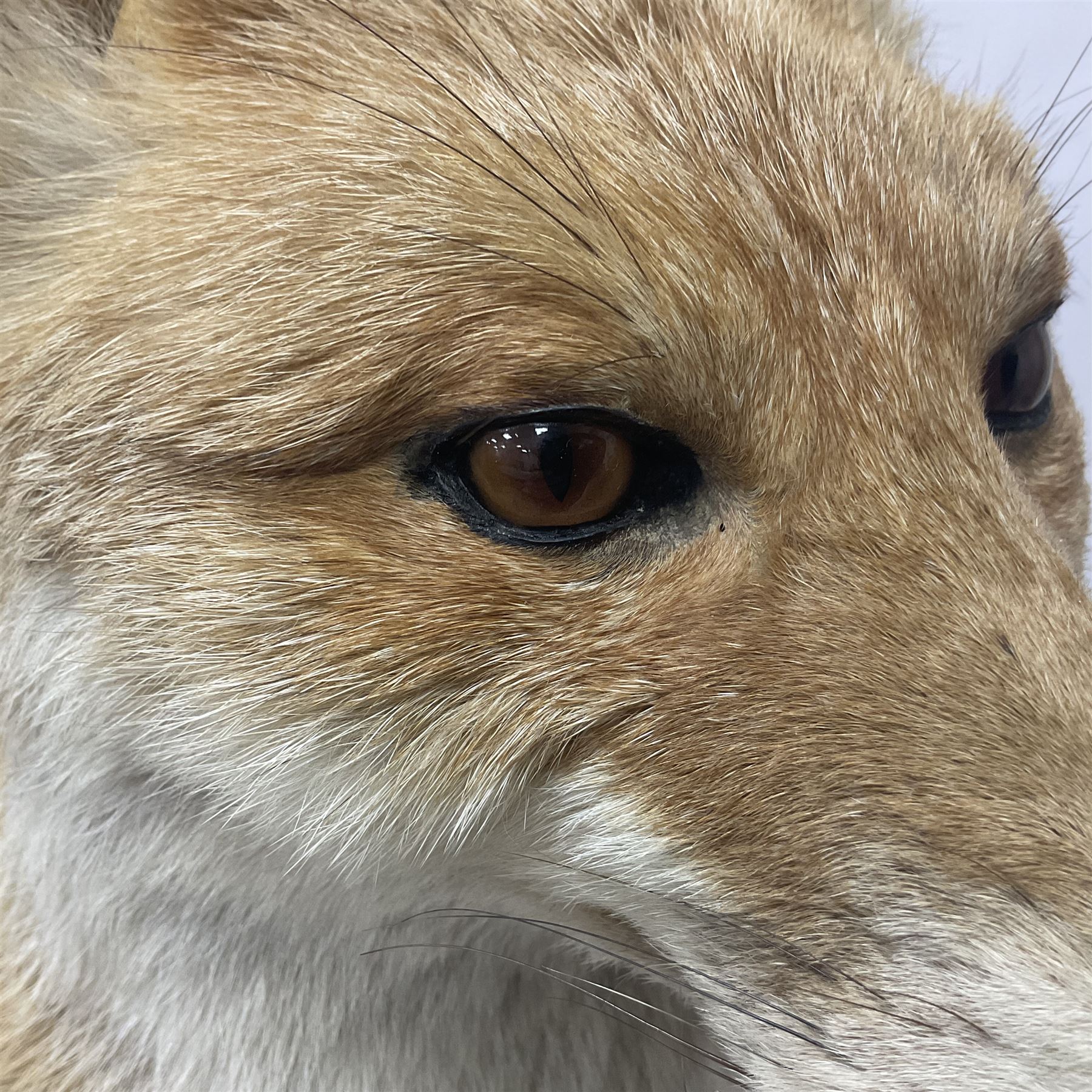 Taxidermy: European Red Fox (Vulpes vulpes), full mount adult on open display with standing alert with ears forward front paw raised, upon a naturalist base, H62cm, L78cm