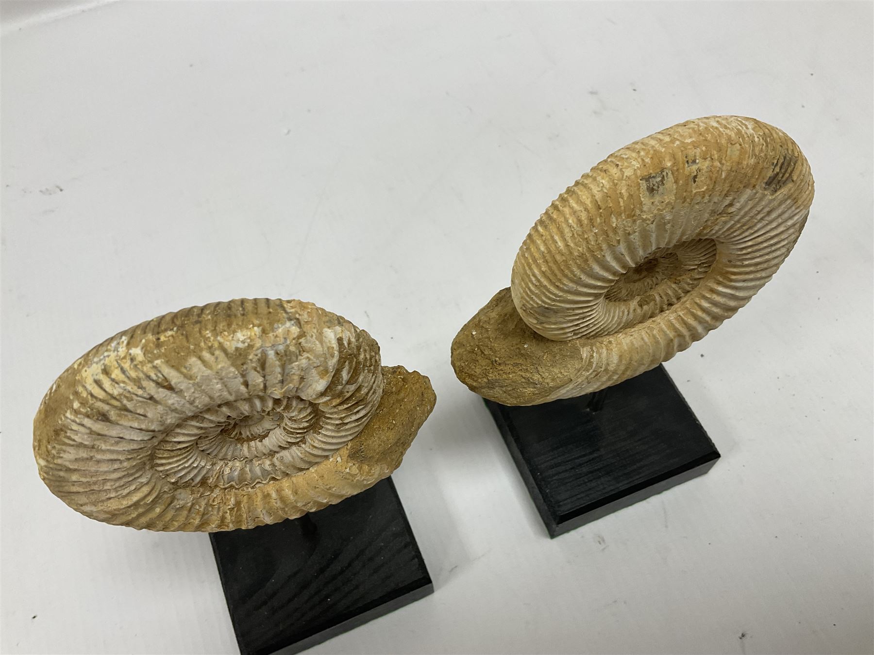 Pair perisphinctes ammonite fossils, each individually mounted upon a rectangular wooden base, age; Middle Jurassic location; Madagascar 