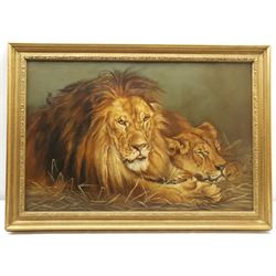 English School (20th century): Lions Resting, oil on canvas unsigned 50cm x 75cm