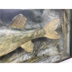 Taxidermy: Cased Northern Pike (Esox lucius), a large preserved skin mount set within a rocky river bed,  encased within a single pane display case, H41cm, L122cm