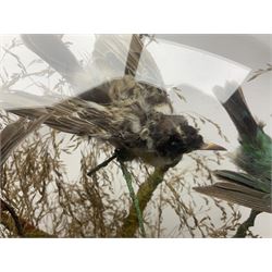 Taxidermy; large Victorian domed taxidermy diorama study of birds, with seventeen specimens including Ring Necked Parakeet, Blue Winged Warbler and Blackbird, the glass dome upon an ebonised wooden base, H77cm, W44cm