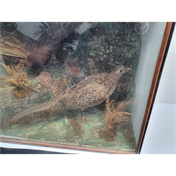 Taxidermy: A Victorian pair of pheasants (Phasianus colchicus), hen and cock, in naturalistic setting, the rocky groundwork detailed with moss and grasses, set against a painted light blue backdrop, enclosed within an ebonised single pane display case, H60cm L67cm D32cm
